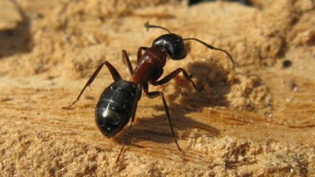 comment-reperer-et-eliminer-des-fourmis-charpentieres-001-620x348.jpg